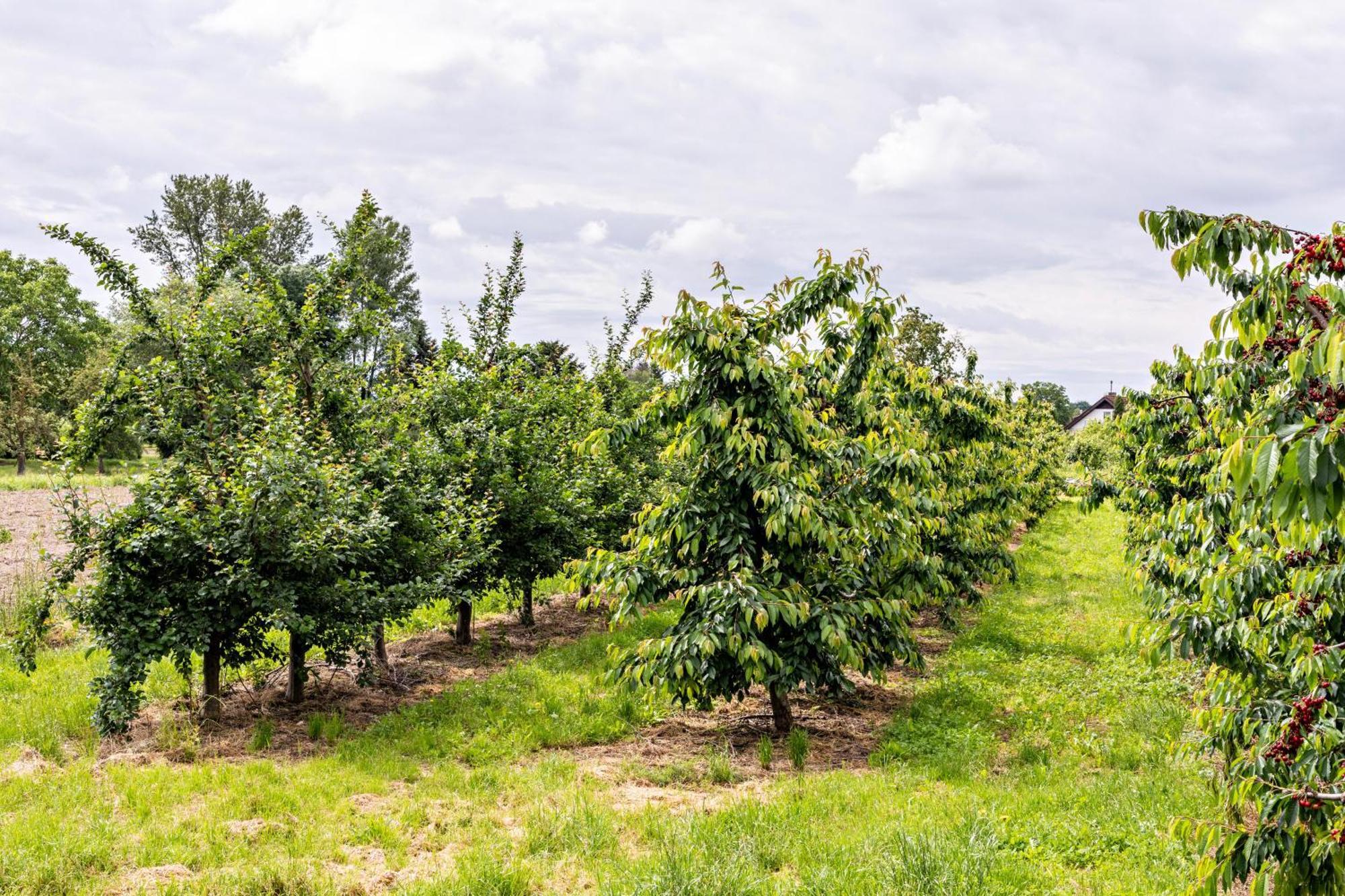 Ferienwohnung Im Obstgarten Ihringen Εξωτερικό φωτογραφία